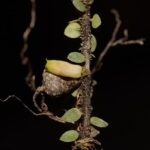 Novas espécies de plantas Agapetes relatadas em Medog, Tibete