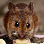 Cortar calorias e comer na hora certa do dia faz camundongos viverem mais