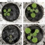 Como cultivar plantas na lua