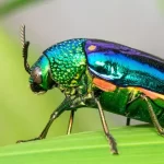 Por que a seleção natural pode favorecer a iridescência em alguns insetos?
