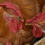 Primeiro caso humano de gripe aviária H3N8 relatado em menino de 4 anos na China