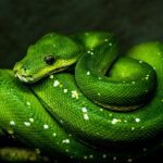 Mais de 20% das espécies de répteis estão agora em risco de extinção, alertam cientistas