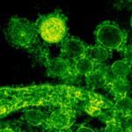 Desenvolvimento de circuitos úmidos para pesquisa em biologia