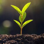 Biólogos podem ter resolvido mistério de 30 anos sobre por que o toque estressa as plantas
