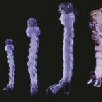 Descoberta genética pode significar sentença de morte dos mosquitos
