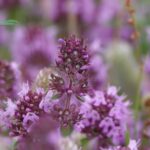 Néctar de flores oferece nova arma contra Leishmaniose