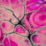 Estudo mostra por que muitas células cancerosas precisam importar gordura