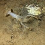 Raros lagostins que se pensavam extintos redescobertos em caverna em Huntsville, Alabama