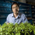Mudanças climáticas estão tornando as plantas mais vulneráveis ​​a doenças.