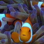 Estudo mostra como o peixe-palhaço ajusta seu crescimento ao ambiente
