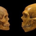 Cientistas podem ter encontrado a mudança de chave entre os cérebros de humanos e neandertais
