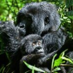 Nações africanas se reúnem sobre conservação 'crítica' da natureza