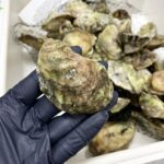 Ostras da Flórida contaminadas com 'produtos químicos permanentes' tóxicos