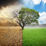 Por que não podemos simplesmente plantar mais árvores para limpar o dióxido de carbono do ar?