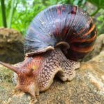 Caracóis gigantes africanos chegam em Pasco