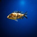 Especialistas preveem os principais impactos emergentes na biodiversidade oceânica na próxima década