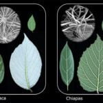 Estudo com plantas sugere que evolução pode ser previsível