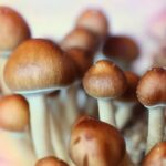 Cogumelo mágico psicodélico pode tratar dependência de álcool