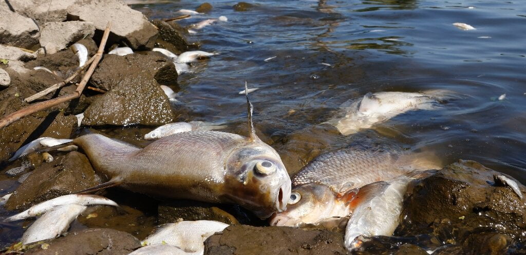 'Peixes mortos em todos os lugares' no rio germano-polonês após temido depósito de lixo químico