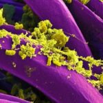 Patógenos extintos deram início à queda de civilizações antigas, dizem cientistas