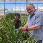 Cultivo de cereais com menos fertilizantes
