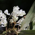 Pesquisador descobre novas espécies de orquídeas nas montanhas da Tanzânia