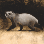 Nova espécie de panda descoberta pode ter sido a última da Europa
