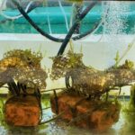 Uma mudança radical para poluição plástica: novo material se biodegrada na água do oceano