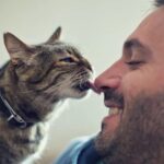 Por que os gatos lambem?