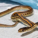 Cobra de duas cabeças é um achado único para laboratório de herpetologia