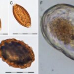 DNA em fezes Viking lança nova luz sobre relação de 55.000 anos entre companheiros intestinais