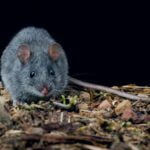 Pesquisa revela segredos da corrida dos roedores nativos em busca de novas terras