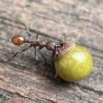 Descoberta de menino revela interação planta-inseto altamente complexa