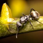 Quantas formigas existem na Terra? 20 quatrilhões, diz estudo