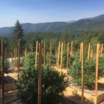 Incêndio florestal representa maior ameaça à cannabis do que outras culturas da Califórnia