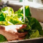 Estudo mostra como os microplásticos podem subir facilmente na cadeia alimentar