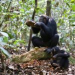 Nova análise de ferramentas de pedra de chimpanzé mostra cultura material diversa