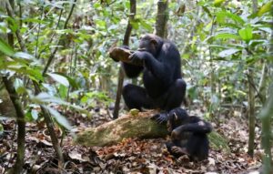 Samuni Nova análise de ferramentas de pedra de chimpanzé mostra cultura ...