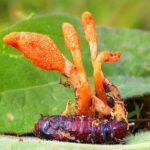 Fungo que cresce em insetos pode ser usado em novo medicamento antiviral e contra o câncer