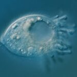 Descoberta de novas espécies microscópicas expande a árvore da vida
