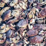 Crustáceos mortos na costa nordeste da Inglaterra podem ser vítimas da indústria