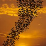 A noite está cheia de vida animal, mas os cientistas sabem muito pouco sobre isso