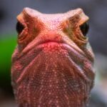 Pensávamos que esses animais eram silenciosos. Cientistas acabaram de encontrar suas vozes