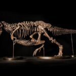 Espetacular esqueleto de T. rex pode chegar a US $ 25 milhões em leilão