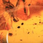 A beleza maravilhosa do Âmbar de Mianmar esconde um segredo muito obscuro