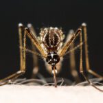 Por que algumas pessoas são ímãs de mosquitos