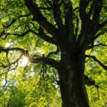 Proteger árvores muito antigas pode ajudar a mitigar as mudanças climáticas