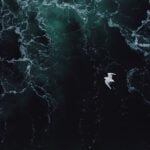 Criaturas mortas enterradas no oceano podem influenciar terremotos, dizem cientistas