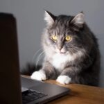 Você deve treinar seu gato, dizem os especialistas, saiba como