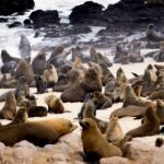 Como tintura de cabelo está ajudando a conservação da população de leões marinhos australianos